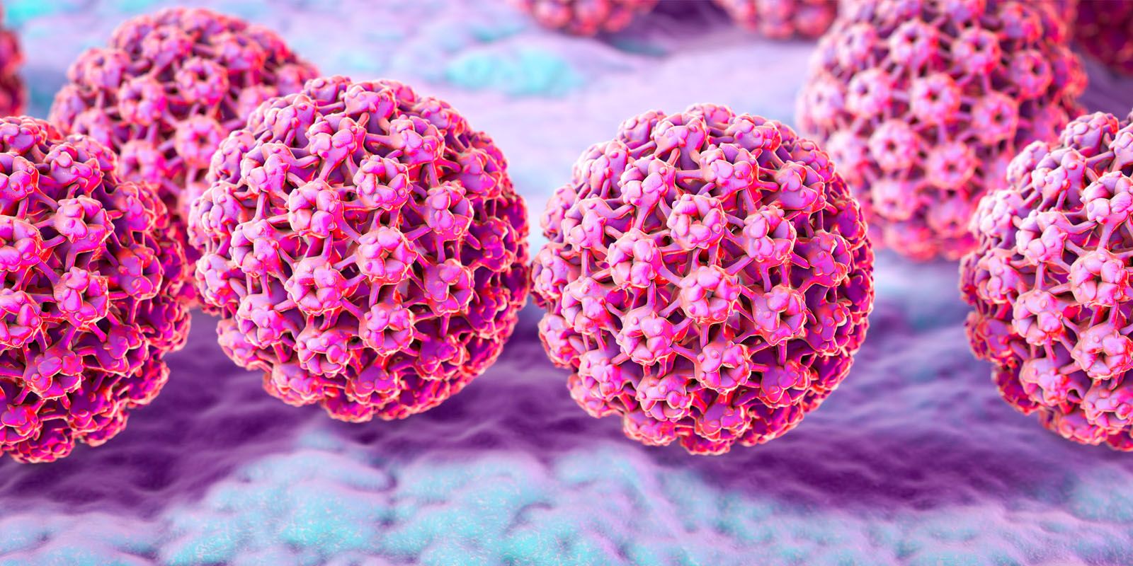 A illustration of Genital Warts Human papillomavirus