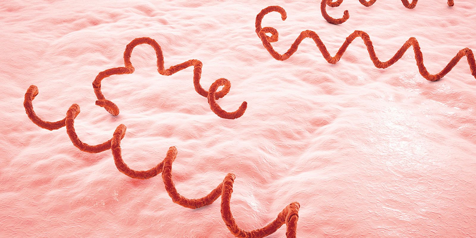 A illustration of the Syphilis bacterium