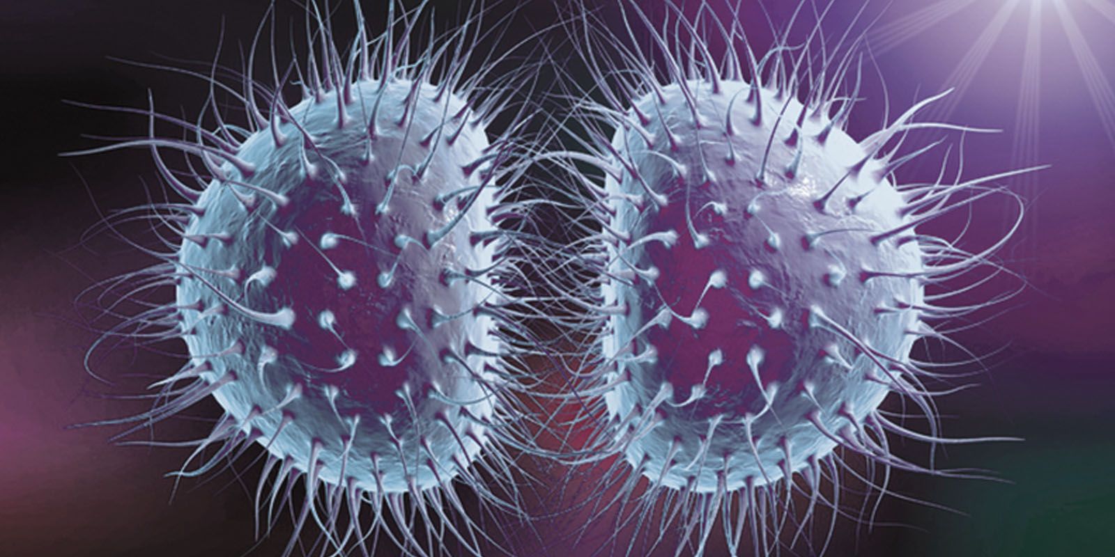 A illustration of the Gonorrhoea bacterium 